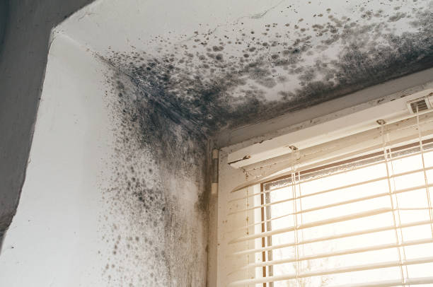 Affordable Mold Inspection solutions in Lyndhurst, VA